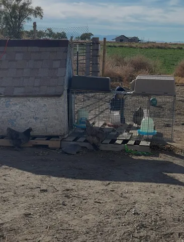 Agricultural outbuilding featuring a shingle roof, wire mesh enclosure, and natural terrain