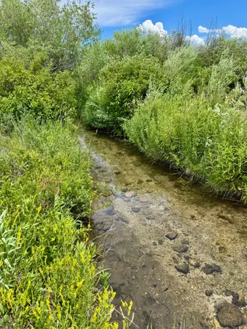 Natural stream with clear water and visible stones, surrounded by dense green foliage