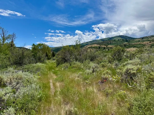 Expansive natural landscape featuring rolling hills and abundant vegetation