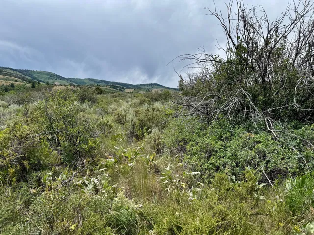 Expansive natural landscape featuring diverse shrubbery and distant rolling hills