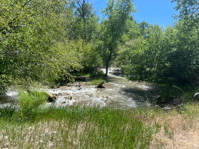 Natural stream with flowing water, surrounded by lush green foliage and mature trees