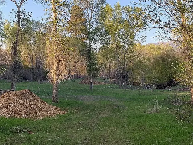 Creek bottom