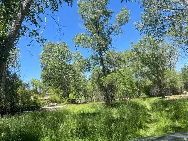 Expansive natural landscape featuring mature trees and lush green foliage