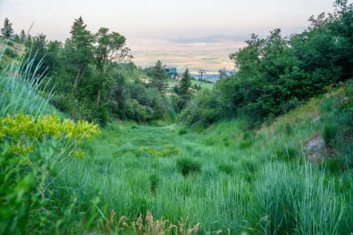 Expansive hillside property featuring diverse greenery, mature trees, and natural ground cover