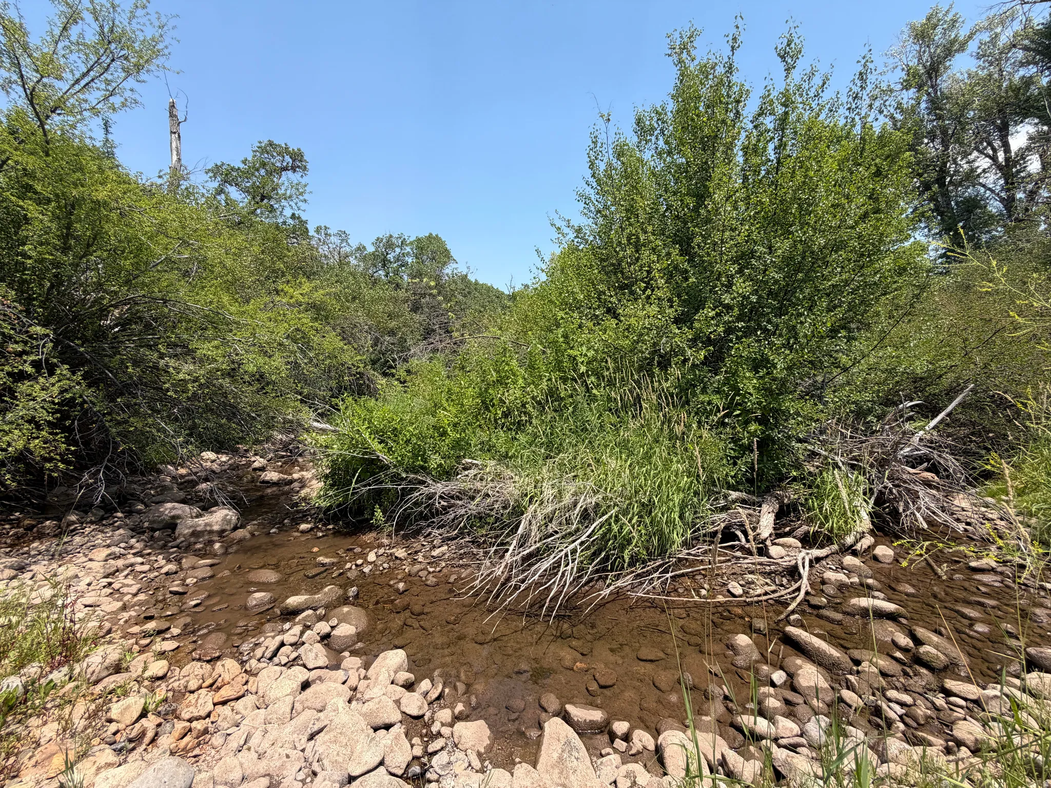 Natural creek bed with clear shallow water and surrounding dense foliage