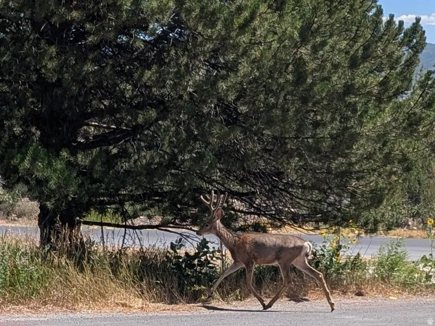 Wildlife in Neighborhood