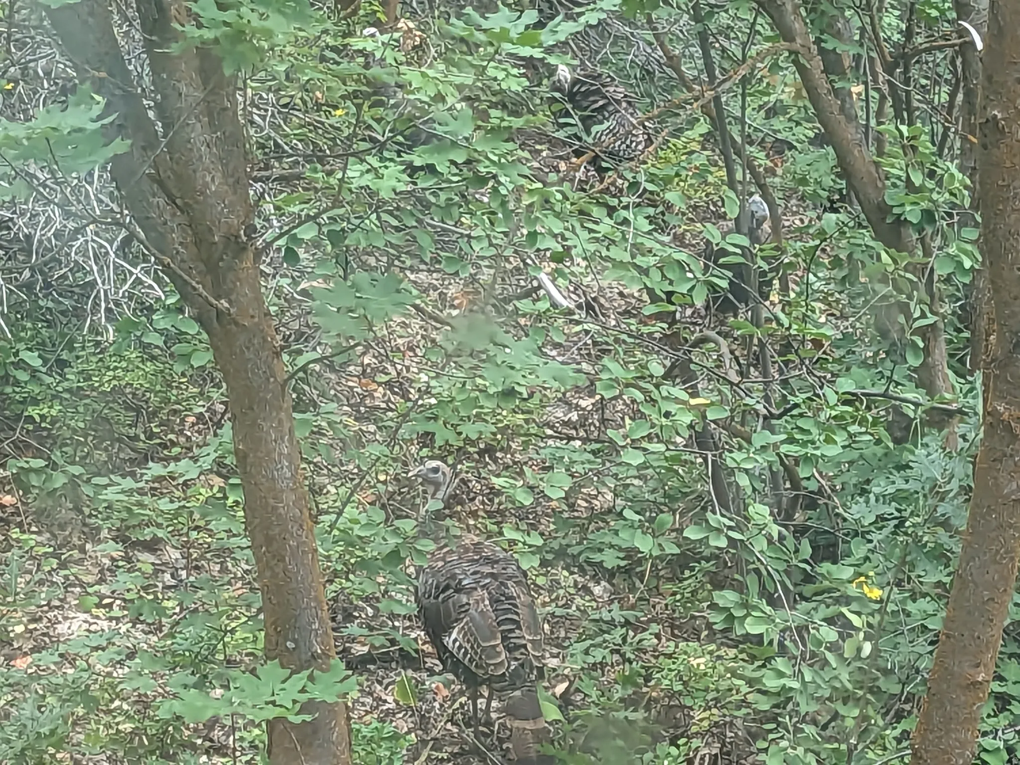 Turkeys in the Yard
