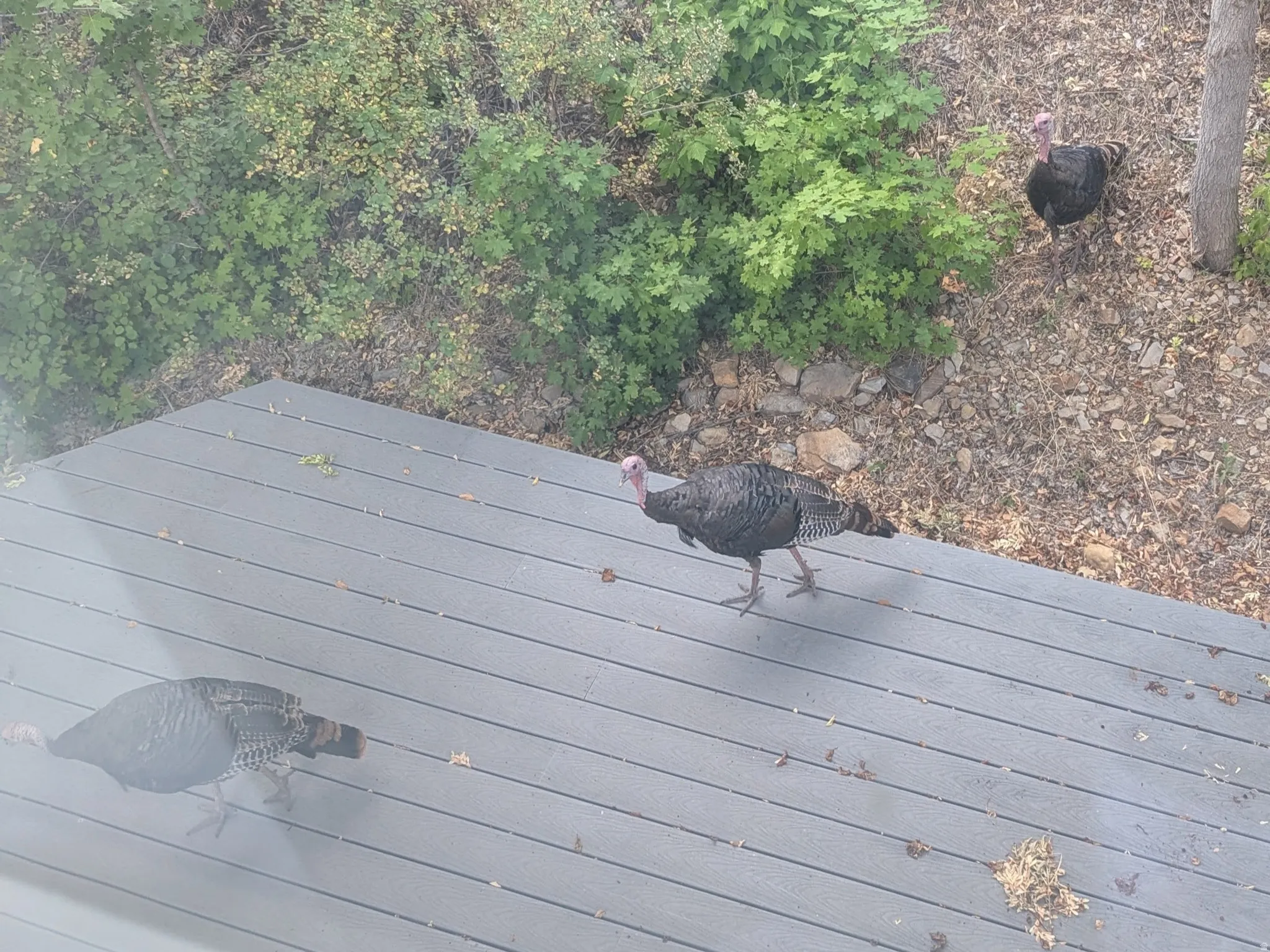Turkeys in the Yard