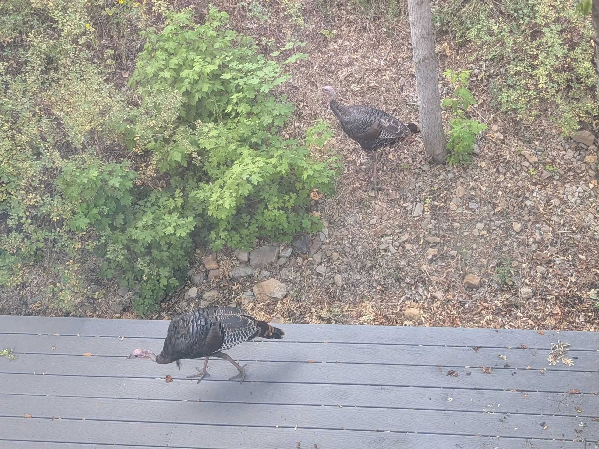 Turkeys in the Yard