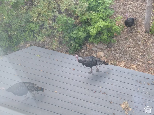 Turkeys in the Yard