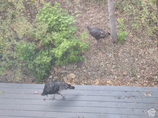 Turkeys in the Yard