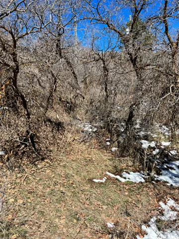 Natural woodland environment featuring mature trees with bare branches, ground cover of dried leaves and grass, and patches of residual snow