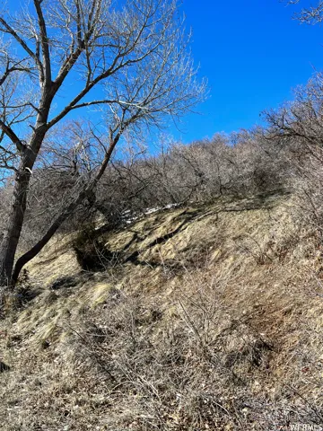 Natural hillside terrain with sparse vegetation and bare deciduous trees