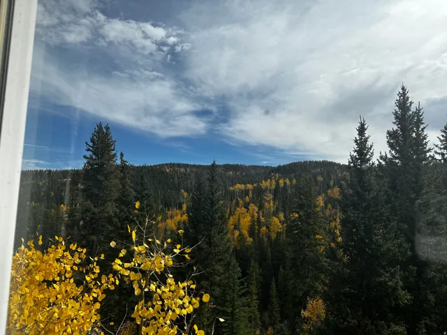 Expansive tree-covered landscape featuring a mix of evergreen and deciduous foliage
