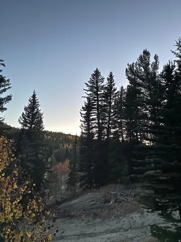 Wooded hillside featuring a mix of evergreen and deciduous trees, with visible ground cover and a clear sky above
