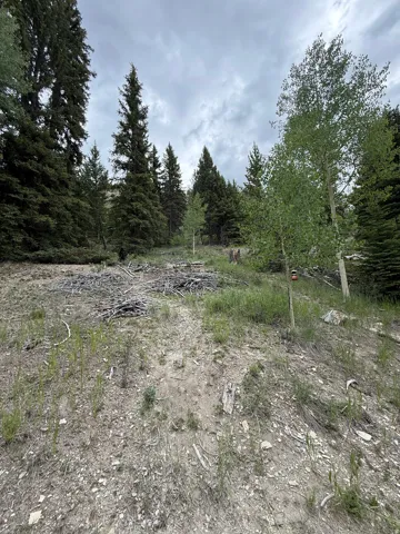 Wooded hillside property featuring a mix of mature coniferous and deciduous trees, natural ground cover, and partial clearing