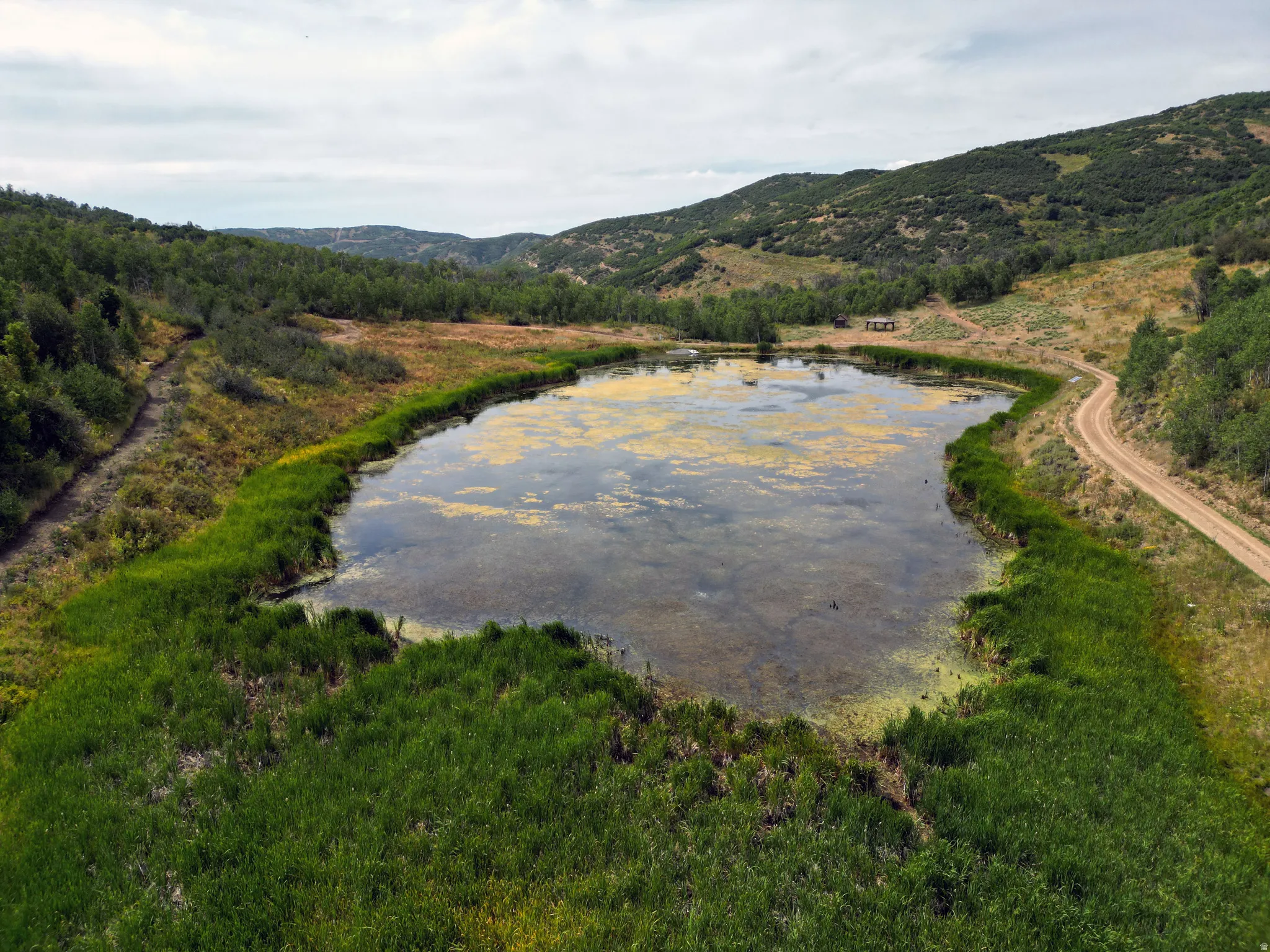 Natural pond surrounded by lush green vegetation