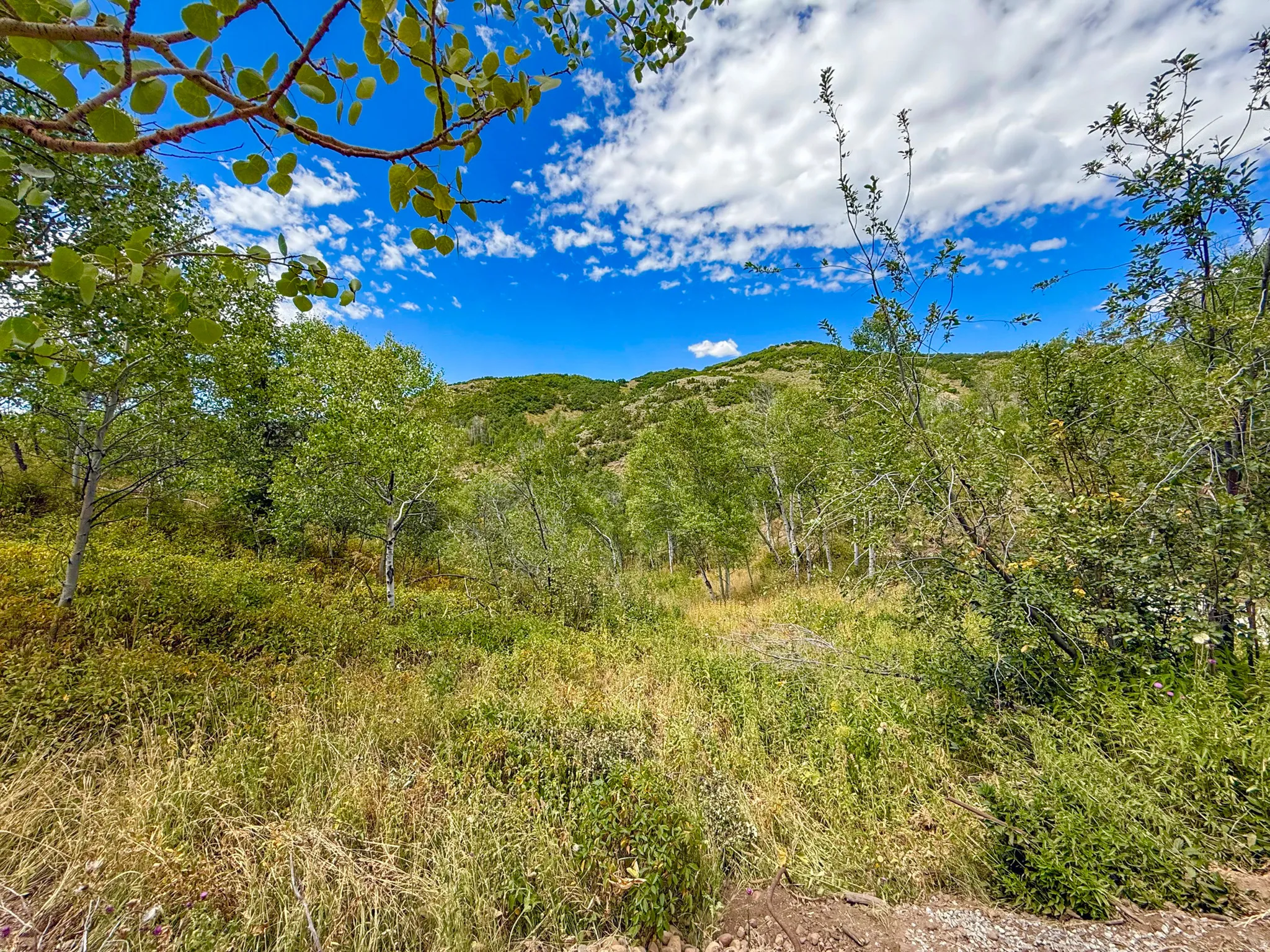 Natural landscape featuring mature trees, diverse ground cover, and distant hills under a clear blue sky with scattered clouds
