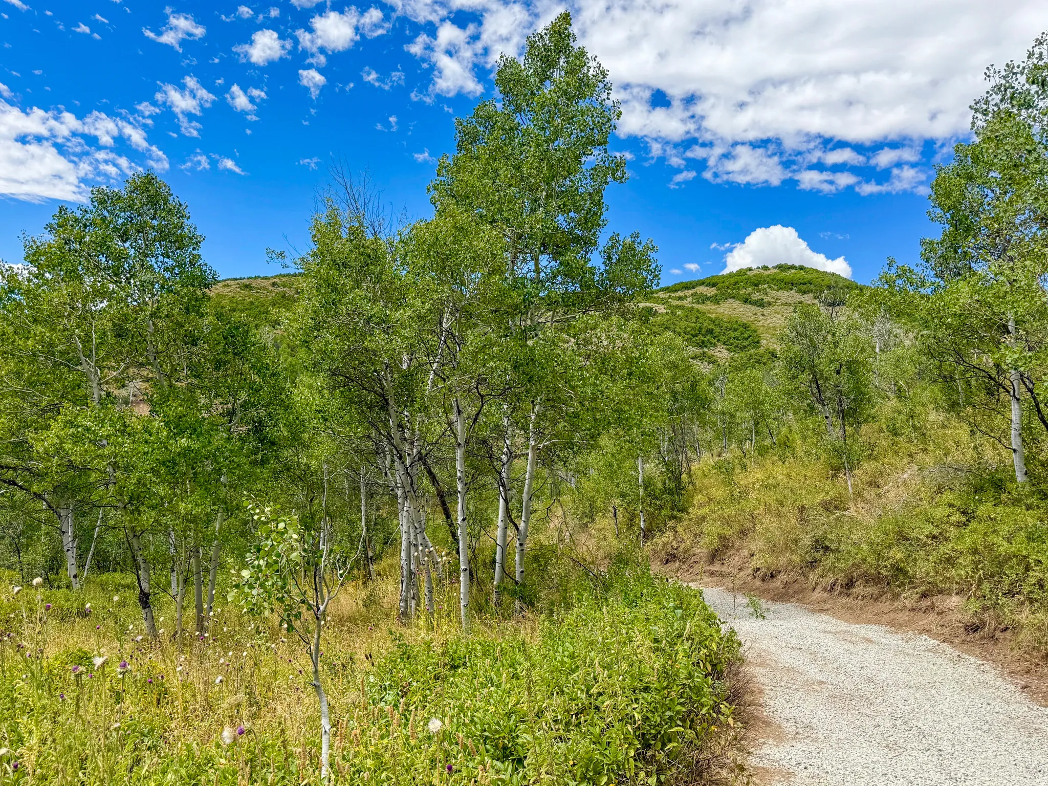 Gravel road through an expansive natural setting featuring mature trees, diverse foliage, and rolling hills