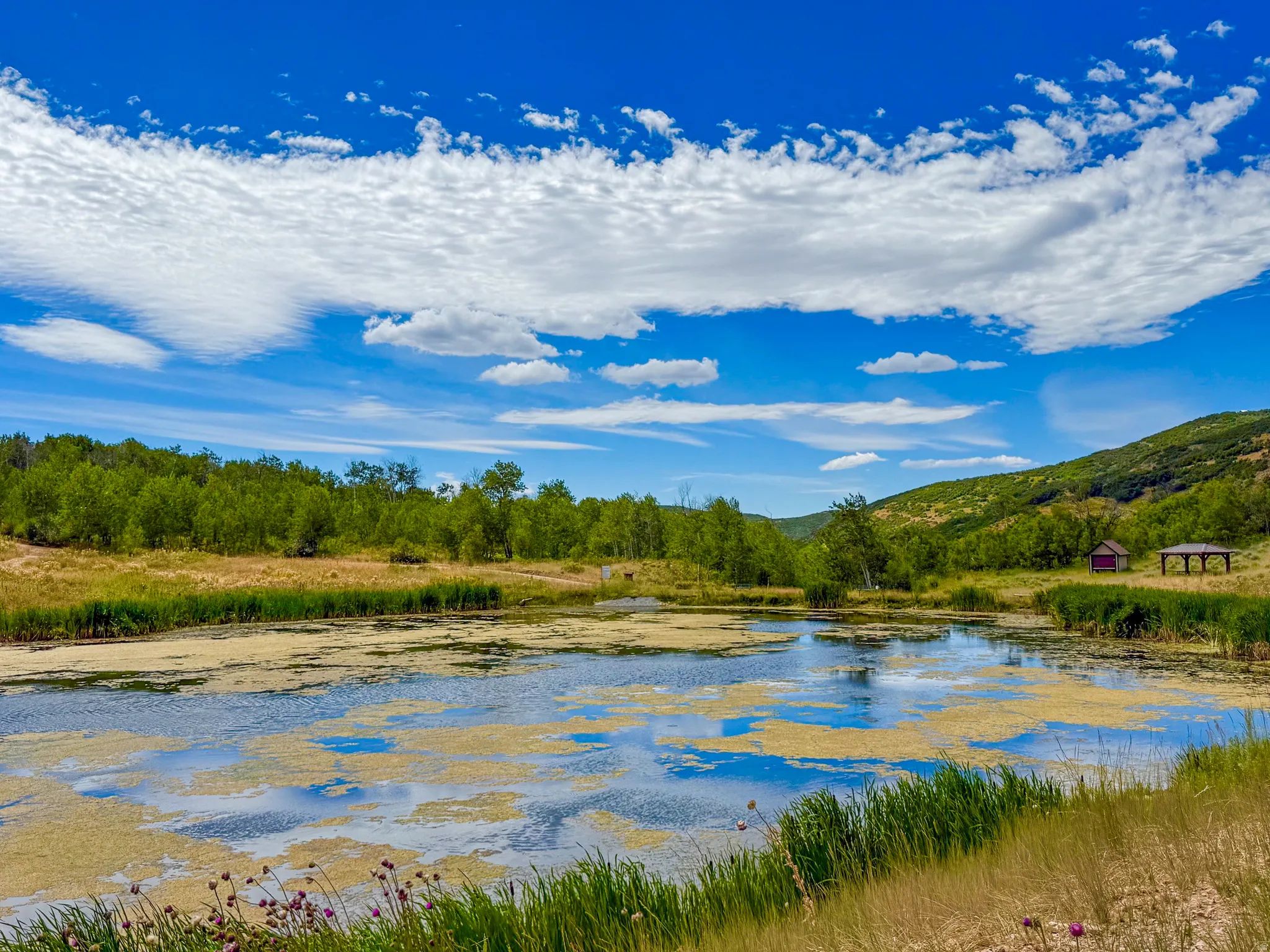 Natural pond feature with surrounding green foliage and distant hillside