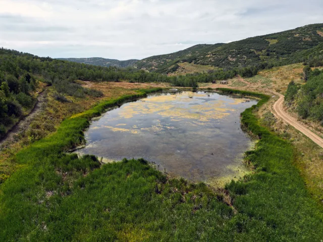Natural pond surrounded by lush green vegetation