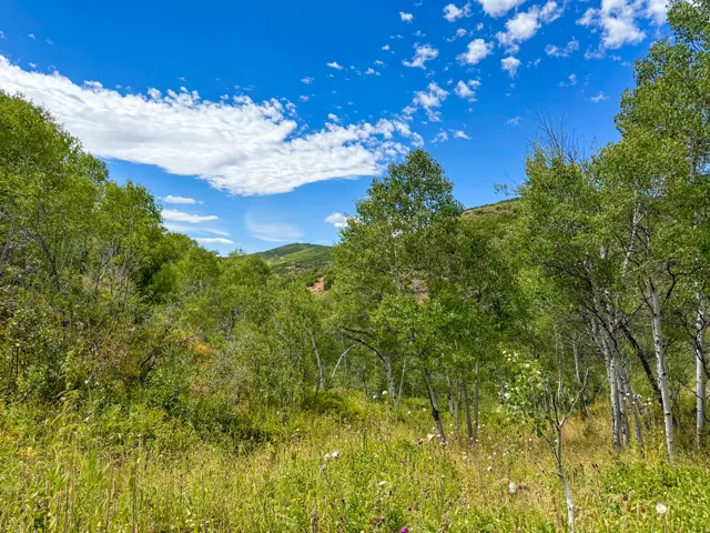 Expansive landscape featuring mature trees and lush ground cover