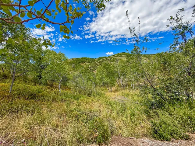 Natural landscape featuring mature trees, diverse ground cover, and distant hills under a clear blue sky with scattered clouds
