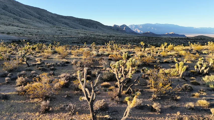 Expansive desert landscape featuring Joshua trees and diverse native vegetation against a backdrop of distant mountains
