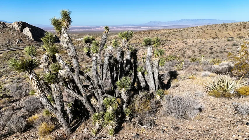 Desert landscape featuring multiple Joshua trees, natural rock formations, and arid vegetation