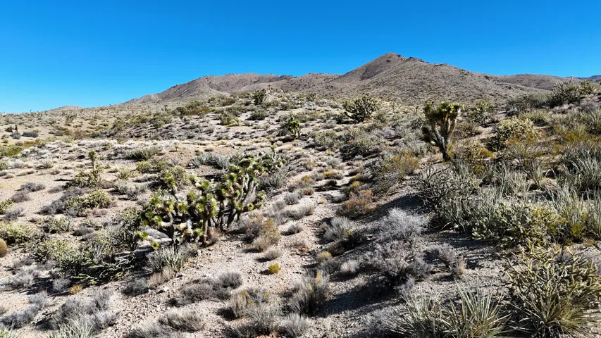 Expansive desert terrain featuring varied high-desert flora, including Joshua trees and native shrubs