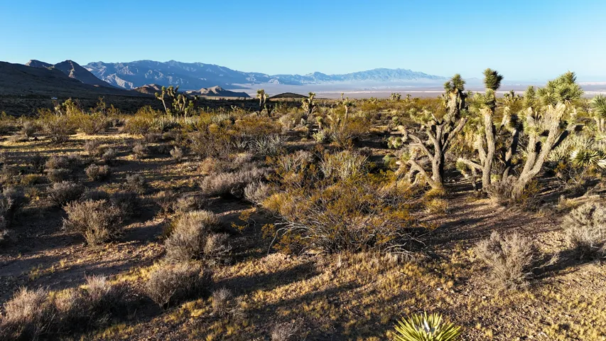 Expansive desert landscape featuring natural vegetation and Joshua trees with distant mountain ranges as a backdrop