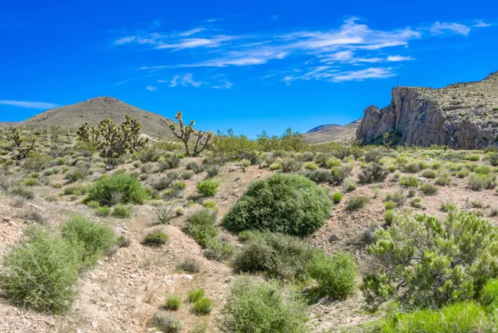 Expansive desert landscape featuring various low-lying shrubs, scattered Joshua trees, and distant rock formations