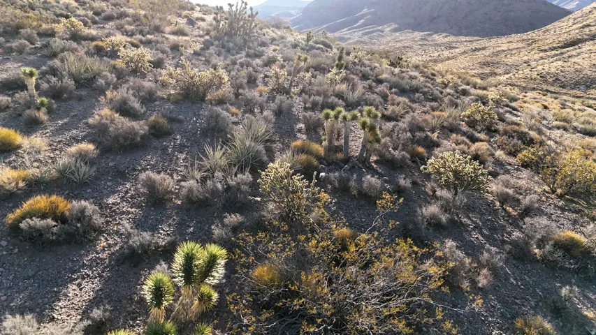 Desert landscape featuring native vegetation, varied terrain, mountainous backdrop, and natural rock formations