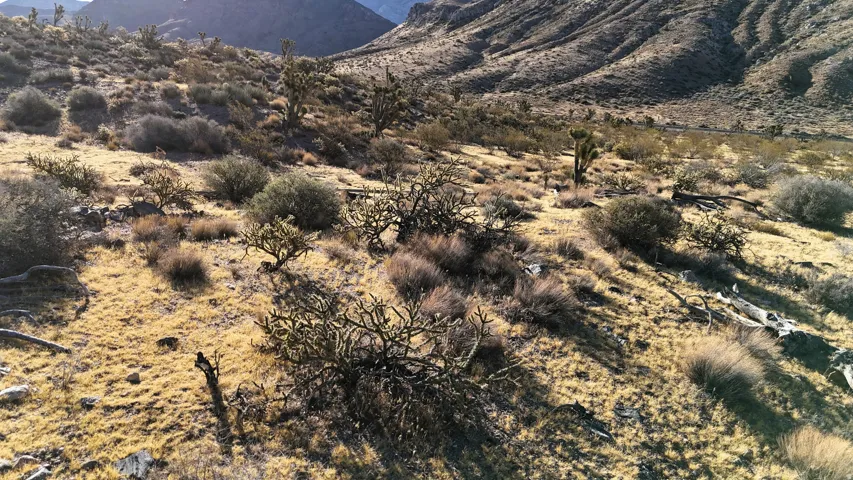 Expansive desert landscape featuring rolling hills and varied natural foliage