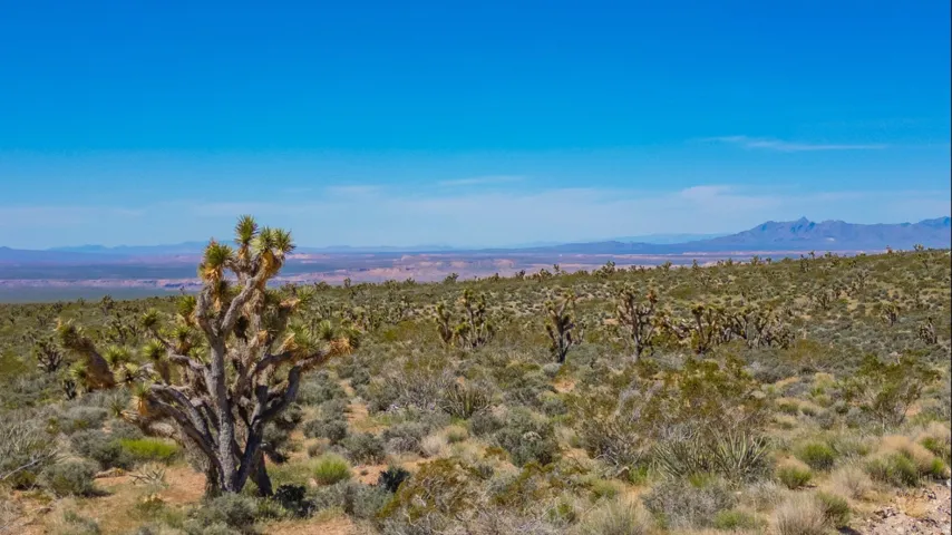 Expansive desert landscape featuring numerous Joshua Trees and diverse native flora