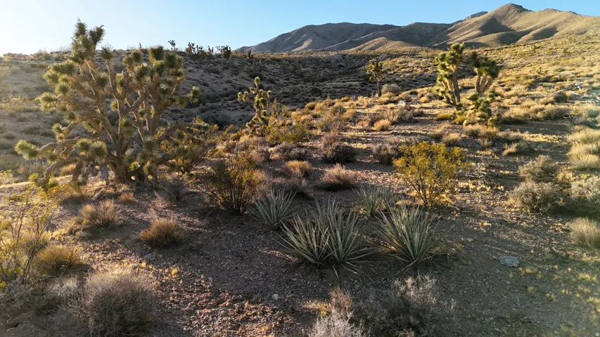 Arid desert landscape featuring multiple Joshua trees, native shrubs, and yucca plants