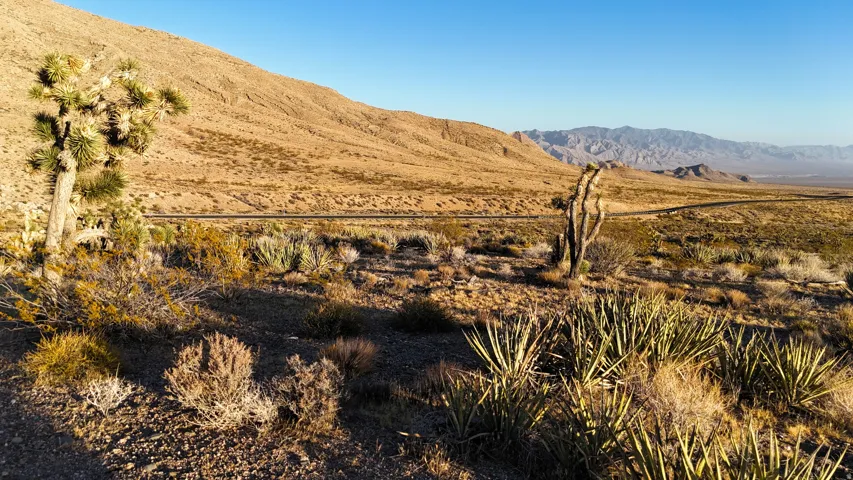 Desert landscape featuring varied native flora, expansive mountain terrain, and a distant road