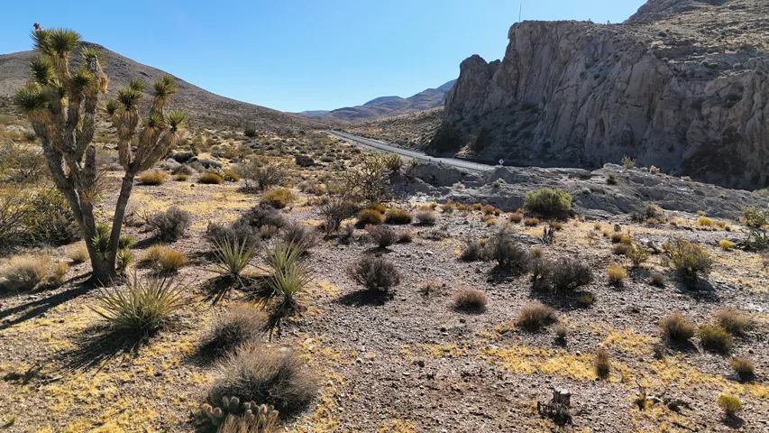 Expansive desert landscape featuring natural rock formations, indigenous Joshua trees, and varied desert flora