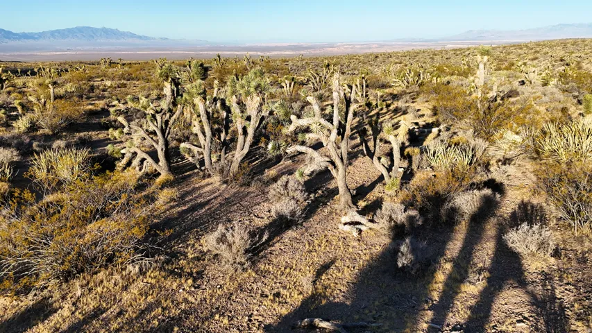 Expansive desert landscape featuring numerous Joshua Trees and arid-adapted vegetation