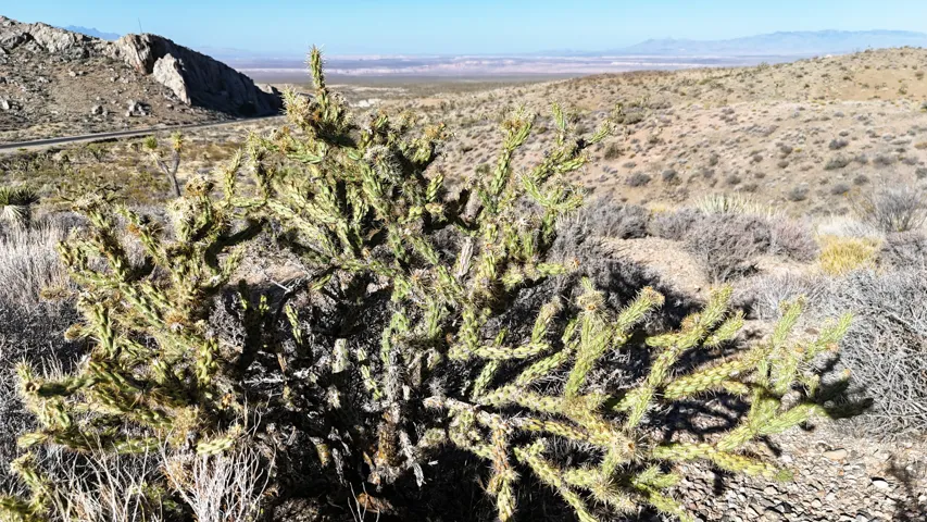 Desert landscape featuring natural rock formations and native cacti