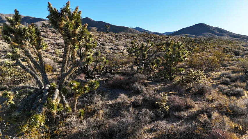 Desert landscape featuring prominent Joshua trees, diverse natural vegetation, and distant mountain ranges under a clear sky
