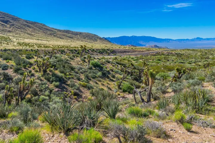 Expansive desert landscape featuring natural rock formations, indigenous Joshua trees, and varied desert flora