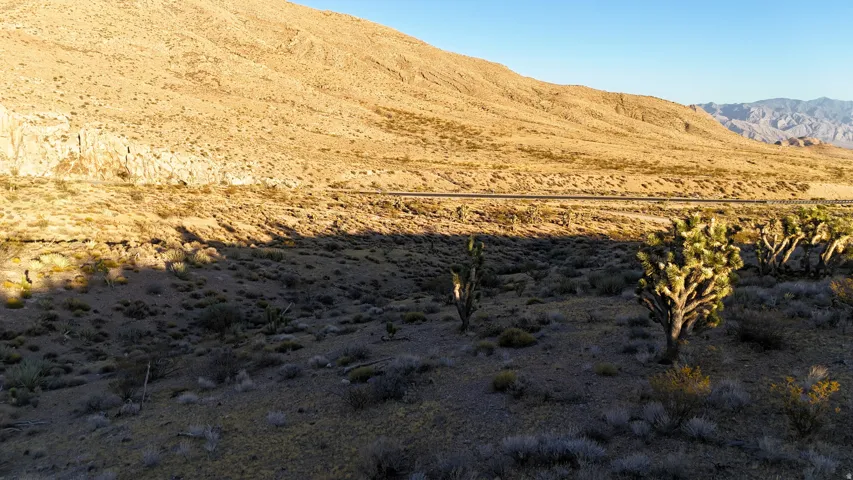 Expansive desert landscape with Joshua trees and natural vegetation