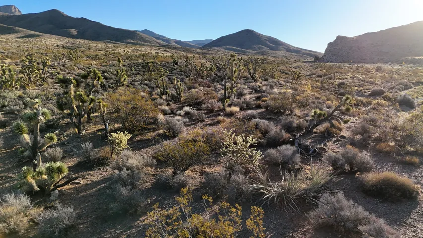 Expansive desert landscape featuring numerous Joshua trees and various desert flora