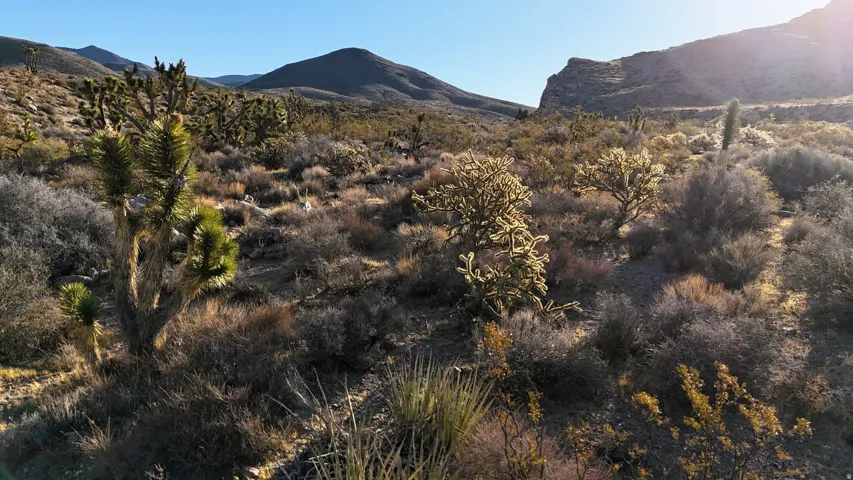 Expansive desert landscape featuring varied arid vegetation, including Joshua trees and cacti