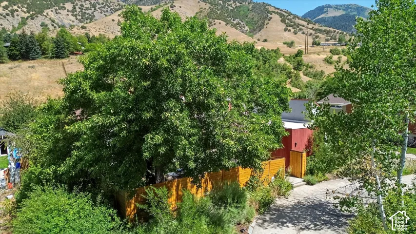 Lush tree canopy providing natural shade