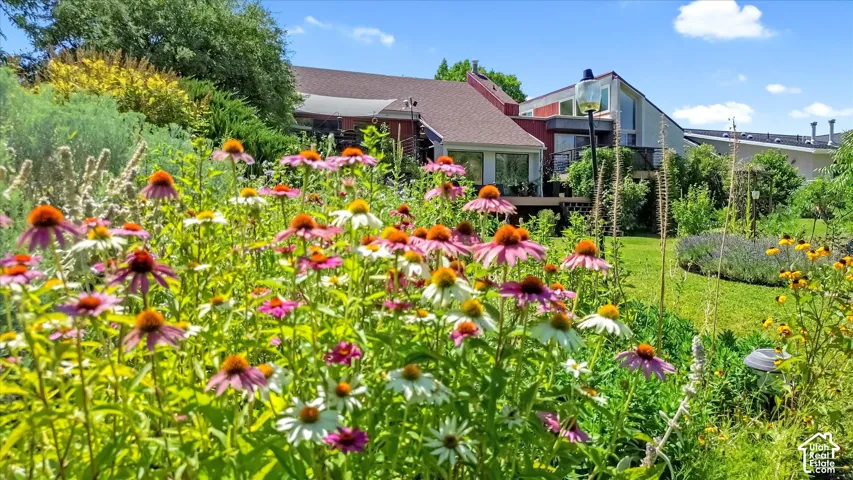 Vibrant perennial garden with various flowering plants, including purple coneflowers and white daisies