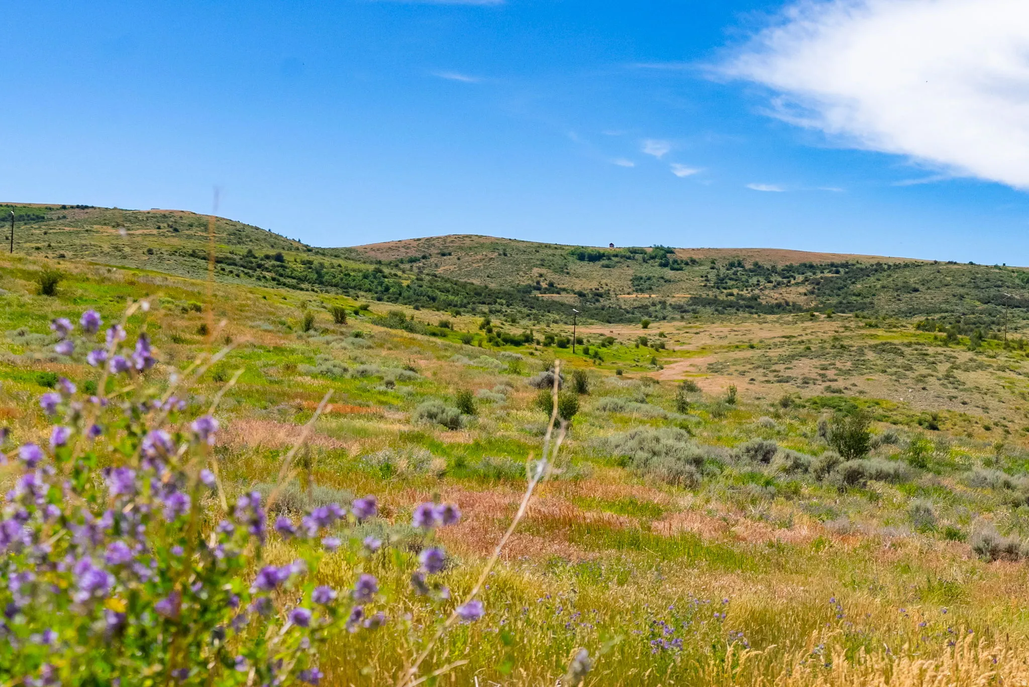 Expansive rolling hills featuring natural grasses, varied green foliage, and distant purple wildflowers under a clear sky