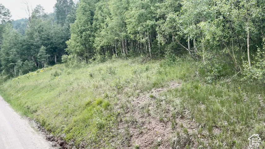 Wooded hillside property with mature deciduous trees and natural ground cover