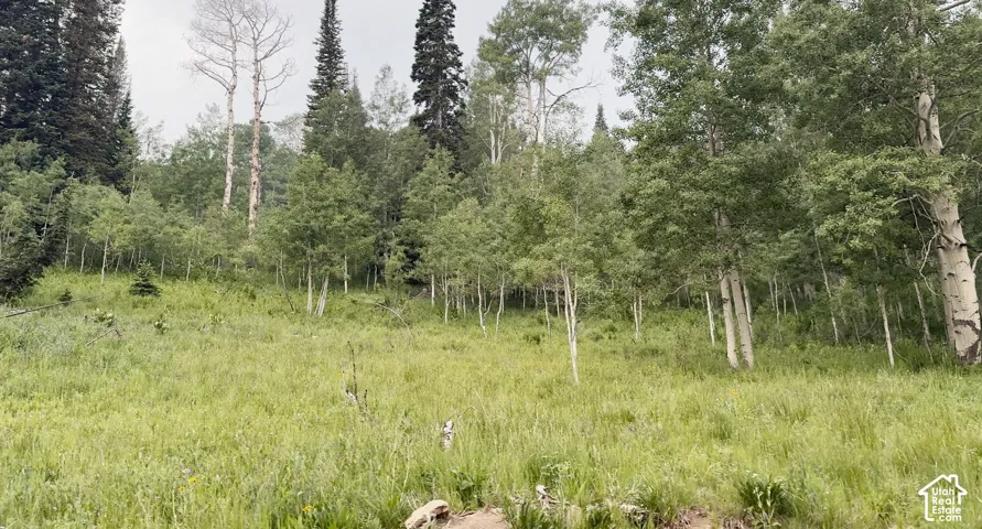 Expansive hillside lot featuring natural grass, mature aspen trees, and evergreen foliage